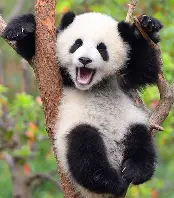 schattige panda